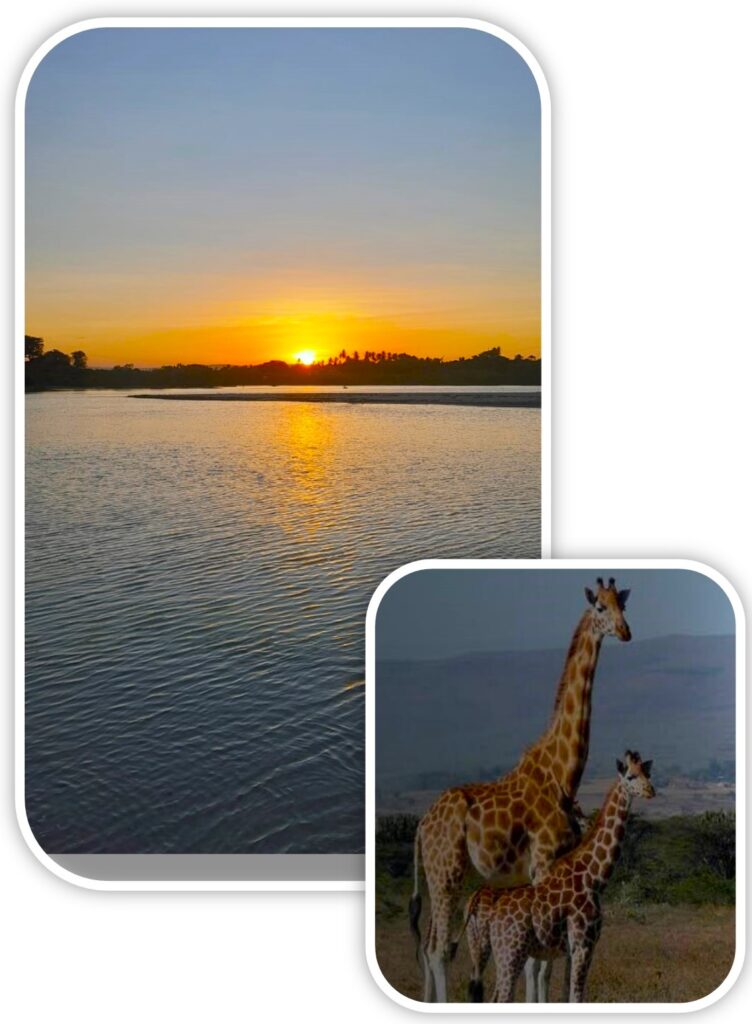 beautiful sunset at kongo river and giraffe shot during a safari